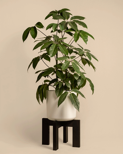 Pflanzenständer (Heviton | 37 cm Ø)