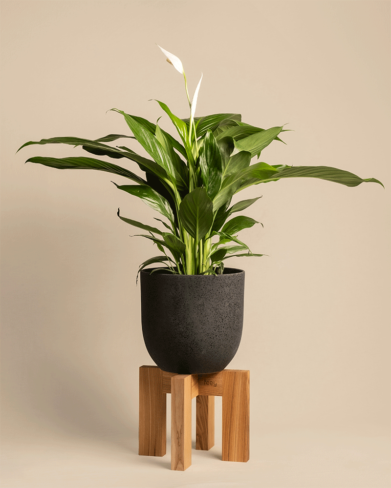 Pflanzenständer (Heviton | 25 cm Ø)