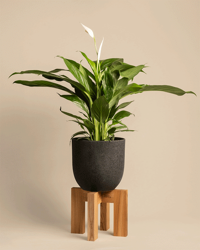 Pflanzenständer (Heviton | 25 cm Ø)