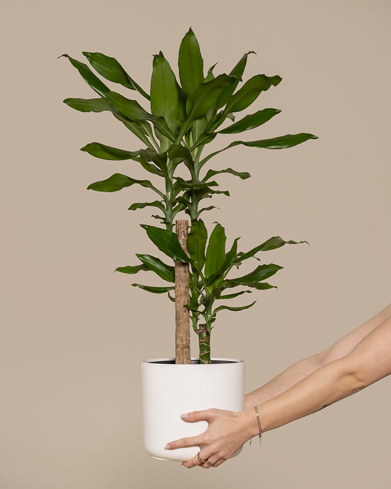 Ein großer Drachenbaum (auch Dracaena fragrans, duftender Drachenbaum oder Cornstalk Dracaena genannt) in einem weißen Soft-Topf aus Kunststoff wird mit zwei Händen gehalten.