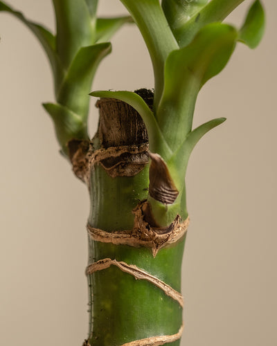 Detailaufnahme eines großen Drachenbaums (auch Dracaena fragrans, duftender Drachenbaum oder Cornstalk Dracaena genannt)