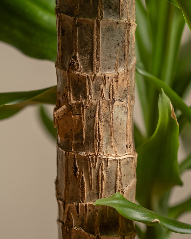 Diese Detailaufnahme zeigt den Stamm eines großen Drachenbaums (auch Dracaena fragrans, duftender Drachenbaum oder Cornstalk Dracaena genannt). Im Hintergrund sind Blätter des Drachenbaums zu sehen.
