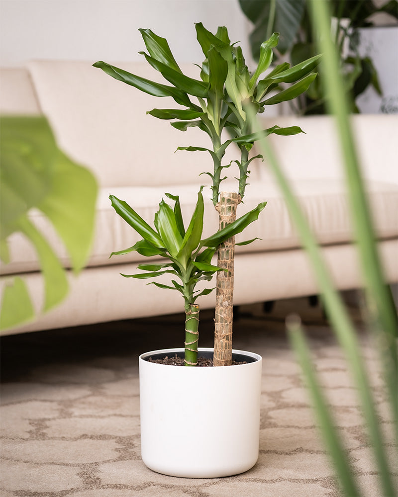 Ein großer Drachenbaum (auch Dracaena fragrans, duftender Drachenbaum oder Cornstalk Dracaena genannt) in einem weißen Topf der Kollektion 'Soft' aus Kunststoff steht vor einer hellen Couch in einem stilvoll eingerichteten Zimmer mit verschiedenen Pflanzen.