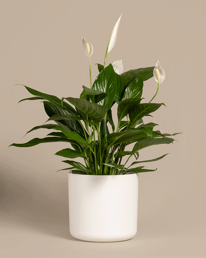 Ein großes Einblatt (auch Spathiphyllum wallisii, Friedenslilie, Blattfahne, Scheidenblatt, Peace Lily oder White Sail Plant genannt) in verschiedenen Soft-Töpfen aus Kunststoff in den Farben Weiß und Anthrazit