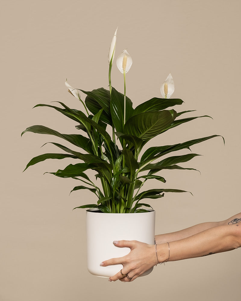 Ein großes Einblatt (auch Spathiphyllum wallisii, Friedenslilie, Blattfahne, Scheidenblatt, Peace Lily oder White Sail Plant genannt) in einem weißen Soft-Topf aus Kunststoff wird von zwei Händen gehalten.