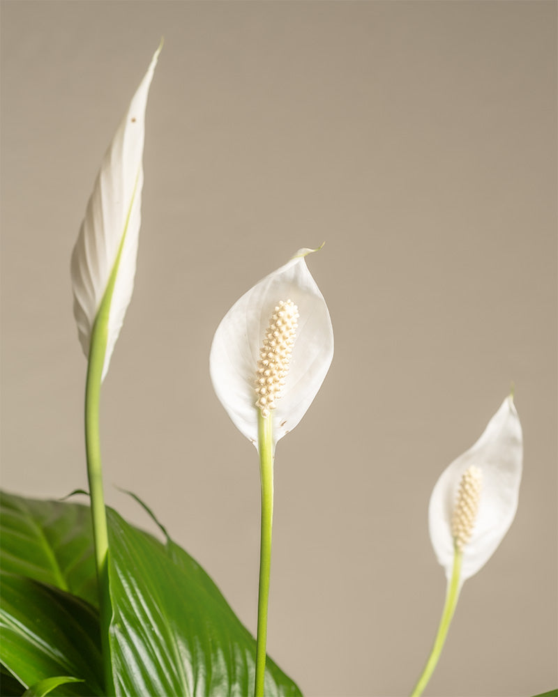 Detailaufnahme der weißen Blüten eines großen Einblatts (auch Spathiphyllum wallisii, Friedenslilie, Blattfahne, Scheidenblatt, Peace Lily oder White Sail Plant genannt)