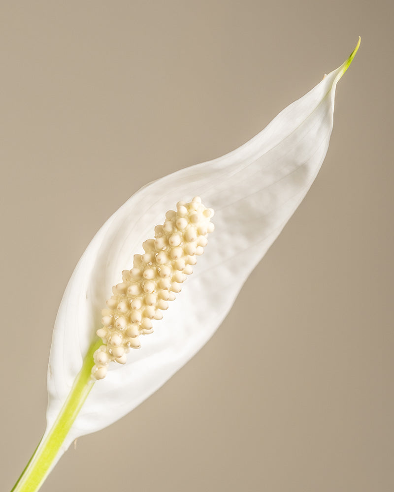 Detailaufnahme einer weißen Blüte eines großen Einblatts (auch Spathiphyllum wallisii, Friedenslilie, Blattfahne, Scheidenblatt, Peace Lily oder White Sail Plant genannt)