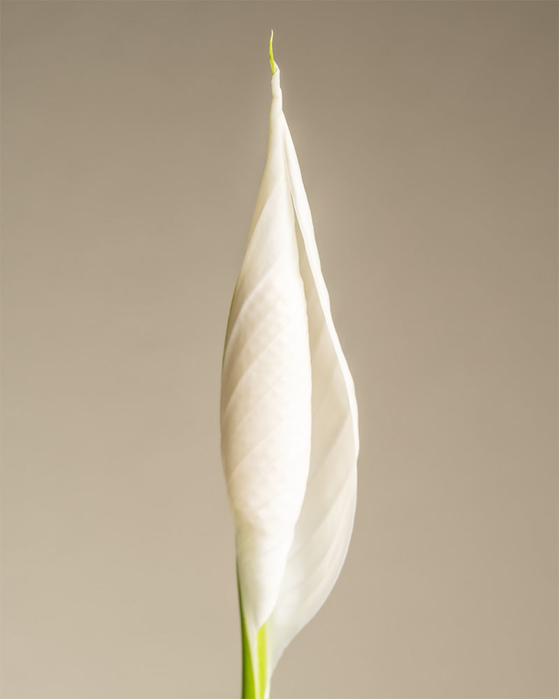 Detailaufnahme der weissen Blüte einer Zimmerpflanze, nämlich eines großen Einblatts (auch Spathiphyllum wallisii, Friedenslilie, Blattfahne, Scheidenblatt, Peace Lily oder White Sail Plant genannt)