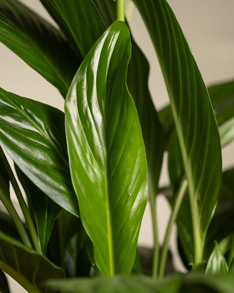 Grüne Blätter eines großen Einblatts (auch Spathiphyllum wallisii, Friedenslilie, Blattfahne, Scheidenblatt, Peace Lily oder White Sail Plant genannt)
