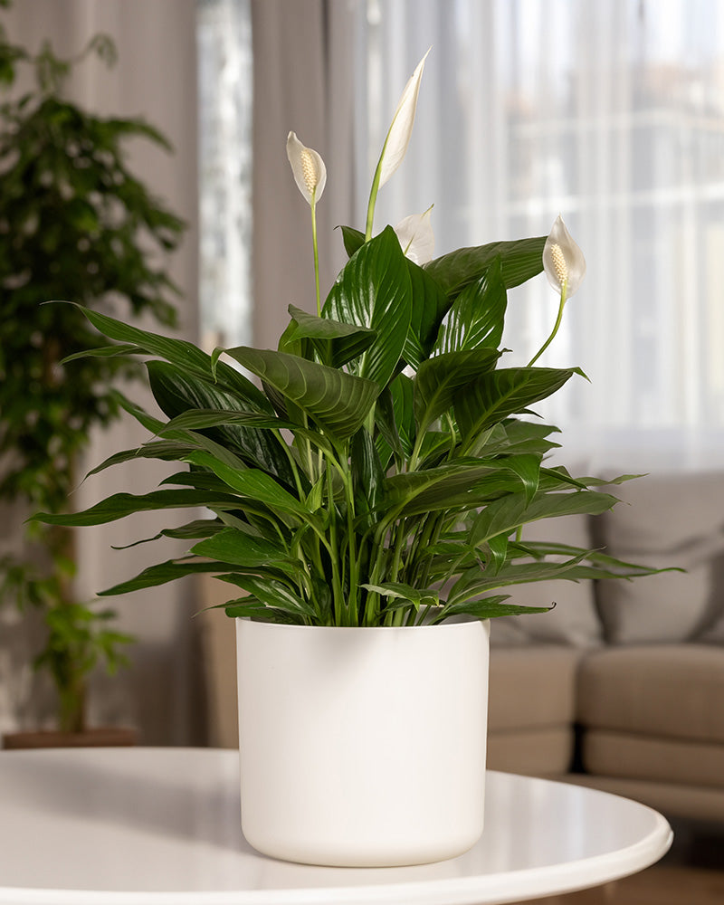 Ein großes Einblatt (auch Spathiphyllum wallisii, Friedenslilie, Blattfahne, Scheidenblatt, Peace Lily oder White Sail Plant genannt) mit weißen Blüten in einem weißen Topf der Kollektion 'Soft' steht in einem gemütlichen, hellen Wohnzimmer.