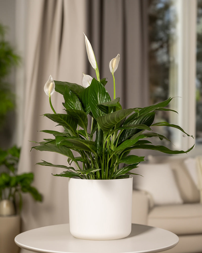 Ein großes Einblatt (auch Spathiphyllum wallisii, Friedenslilie, Blattfahne, Scheidenblatt, Peace Lily oder White Sail Plant genannt) in einem weißen Topf steht auf einem weißen Tisch in einem gemütlich eingerichteten Wohnzimmer.