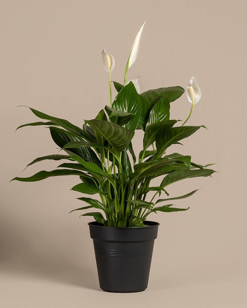 Ein großes Einblatt (auch Spathiphyllum wallisii, Friedenslilie, Blattfahne, Scheidenblatt, Peace Lily oder White Sail Plant genannt) in einem schwarzen Innentopf ohne Übertopf