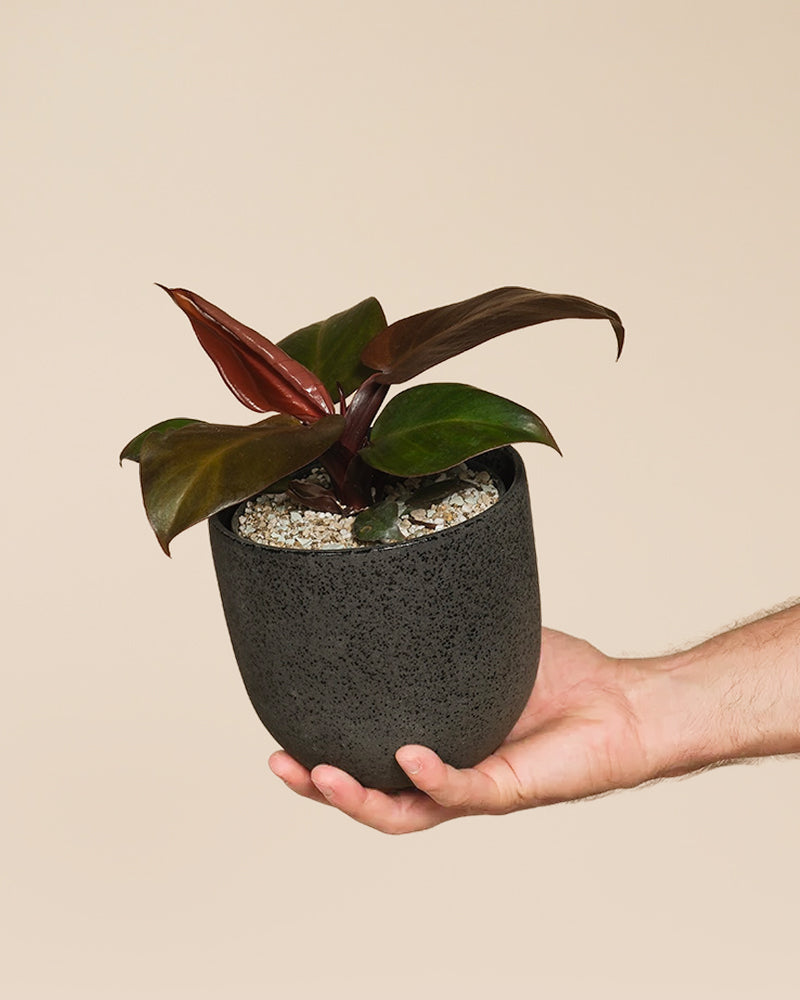 Eine Hand hält einen kleinen, dunkelgrau strukturierten Topf mit einem Philodendron 'Red Sun' - feey, bekannt für seine dunkelgrünen und rötlichen Blätter, die natürlichen Sonnenschutz bieten, vor einem schlichten beigen Hintergrund.