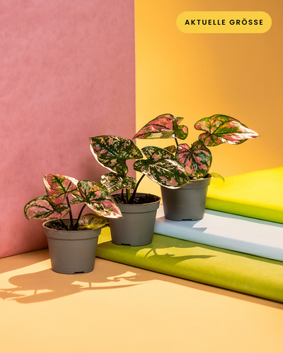 Babytrio Caladium 'Purple Light' ohne Übertopf