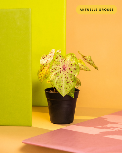 Caladium 'Miss Muffet' ohne Übertopf