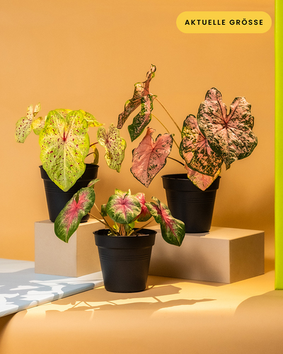 Caladium Trio ohne Übertopf