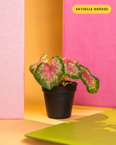 Caladium 'Rosebud' ohne Übertopf