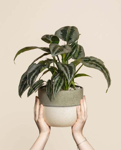 Ein Paar Hände hält eine Schismatoglottis 'Silver Indukan' - feey in einem runden, zweifarbigen Keramiktopf vor einem beigen Hintergrund.
