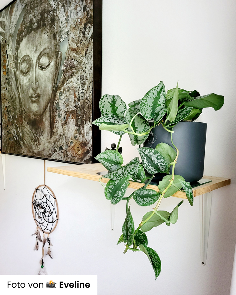Eine Große Silberne Efeutute steht in einem Topf auf einem Holzregal vor einer weißen Wand, neben einem großen Buddha-Kunstwerk. Unter dem Regal hängt ein Traumfänger mit Perlen und Federn.