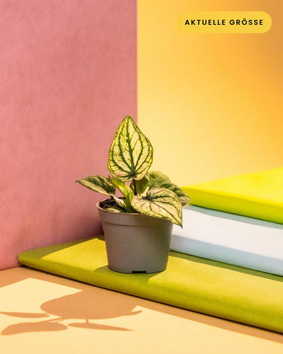 Baby Caladium 'Pliage' ohne übertopf