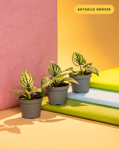 Babytrio Caladium 'Pliage' in ohne Übertöpfchen