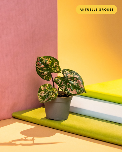 Baby Caladium 'Purple Light' ohne Übertopf