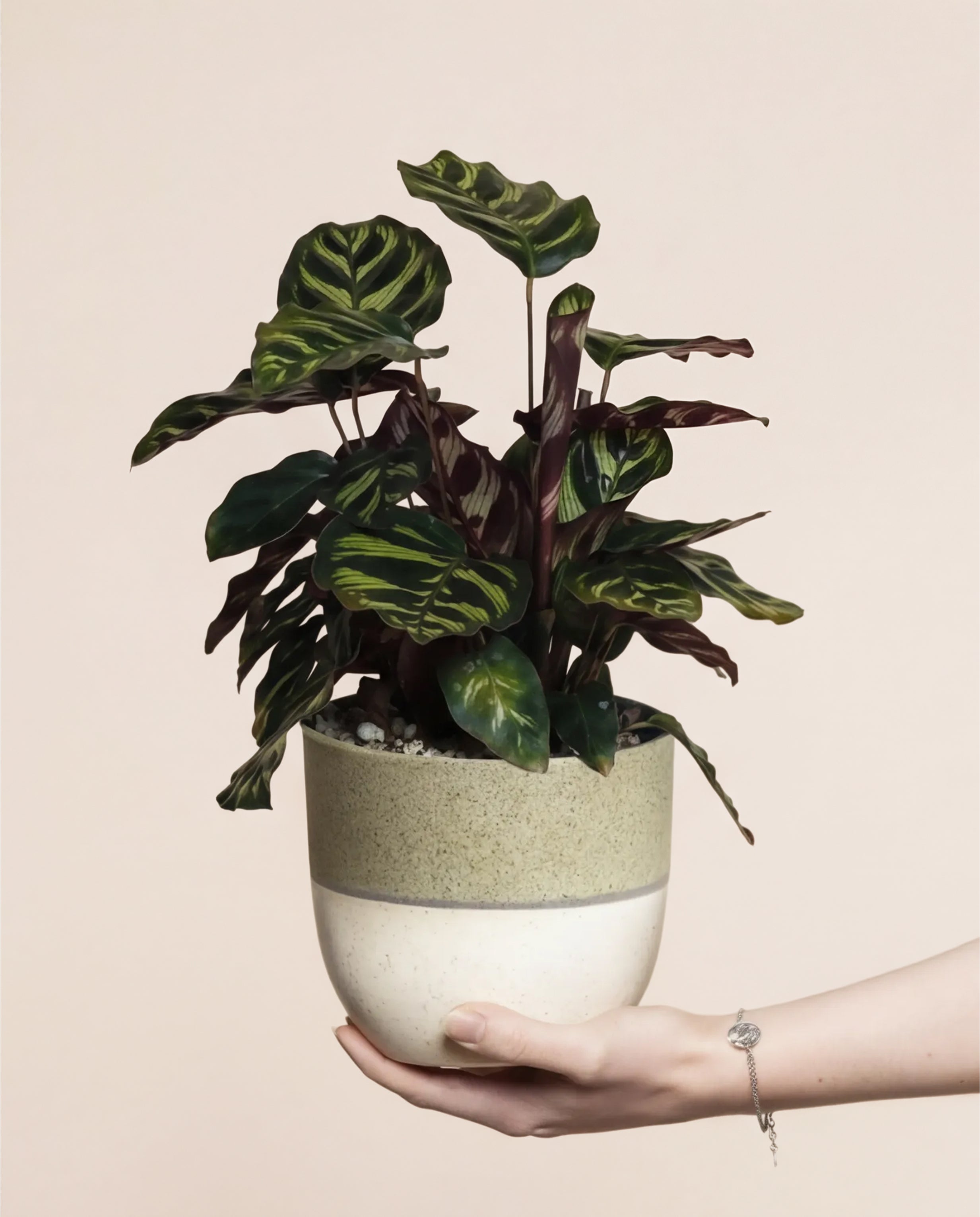 Eine Hand hält eine Kleine Calathea makoyana - feey, die ihre auffallend grünen und dunkelvioletten Blätter vor einem beigen Hintergrund zur Geltung bringt - eine elegante Zimmerpflanze, die jeden Raum aufwertet.