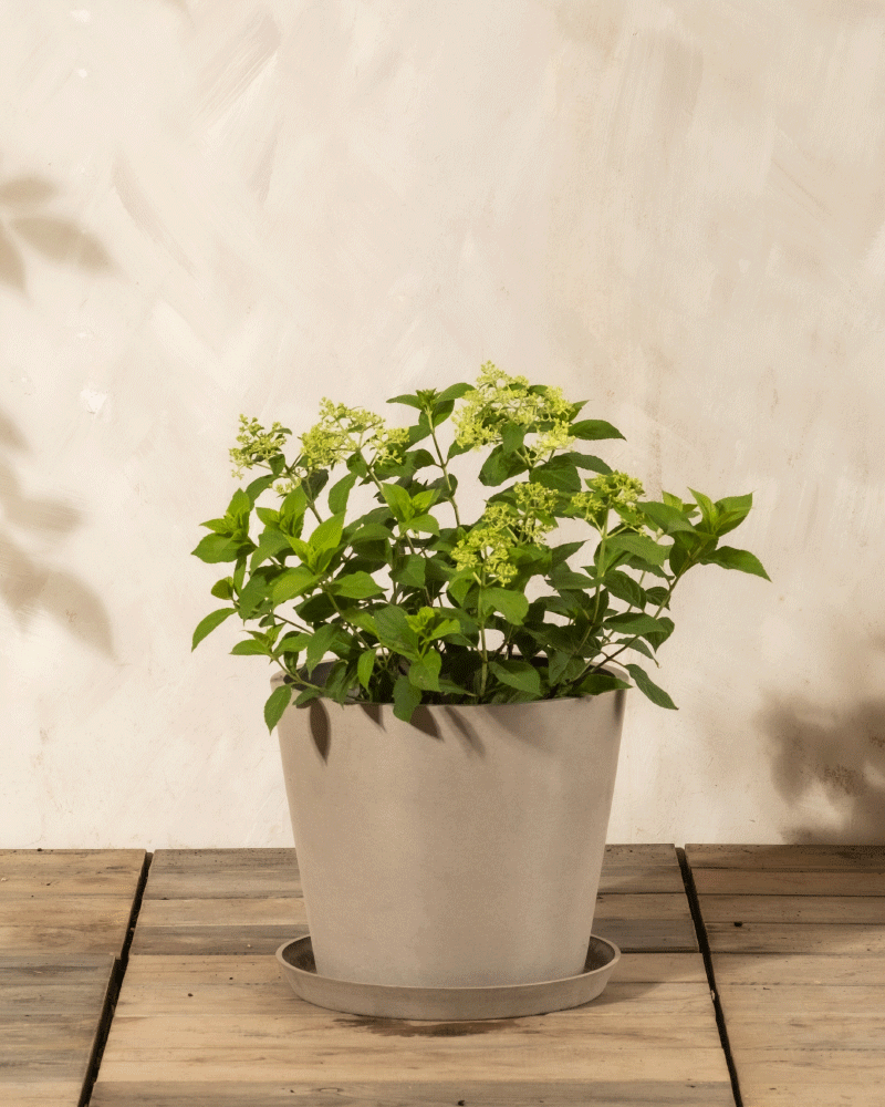 Eine Grüne Rispenhortensie mit kleinen, hellen Blüten wächst in einem schlichten beigen Topf mit passender Untertasse auf einem Holzboden vor einer hellen, strukturierten Wand.