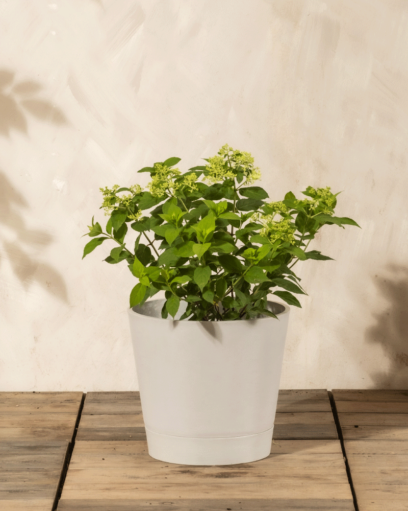 Eine grüne Blattpflanze, die Grüne Rispenhortensie mit kleinen hellgrünen Knospen, wächst in einem einfachen weißen Topf, der auf einem Holzboden vor einer hellbeigen Wand steht.