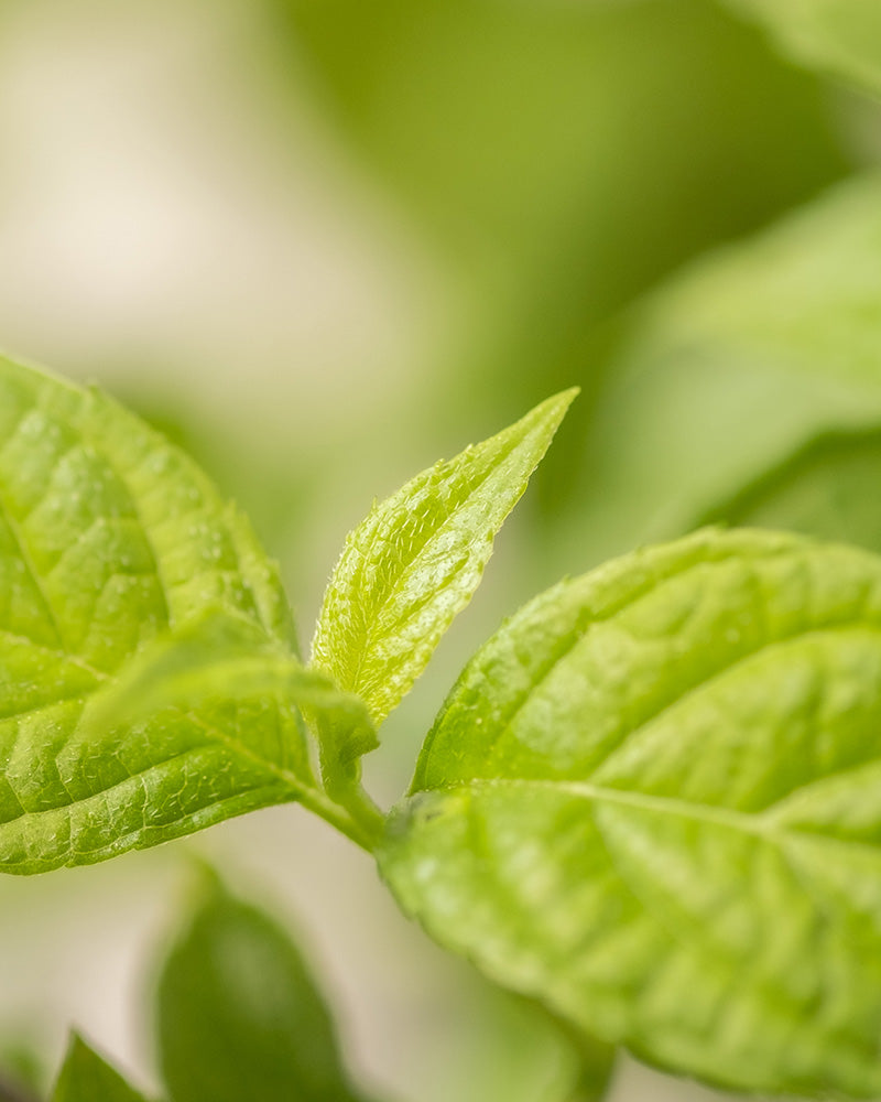 Nahaufnahme von frischen, hellgrünen Blättern der Grünen Rispenhortensie mit einem sanft verschwommenen Hintergrund, der die Textur und die Details des hervorgehobenen grünen Hortensienblatts betont.