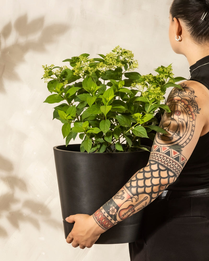 Eine Person mit tätowierten Armen und dunklem Haar in einem Dutt hält einen großen schwarzen Topf mit einer Grünen Rispenhortensie und steht mit dem Rücken zur Kamera vor einer hellen Wand.