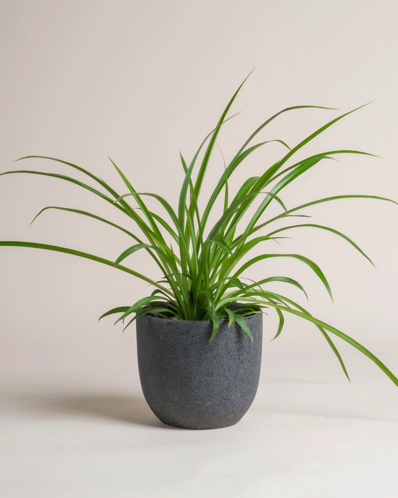 Die Grüne Grünlilie - feey beeindruckt mit langen, schlanken, grünen Blättern und wächst tierfreundlich in einem schlichten, dunkelgrauen Topf vor hellem Hintergrund.
