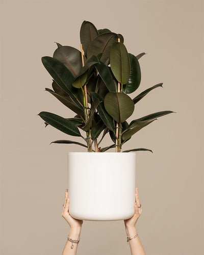 Ein Gummibaum XL (auch Ficus elastica 'Abidjan', Indischer Kautschukbaum, Rubber Tree, Rubber Fig oder Rubber Plant genannt) in einem weißen Topf wird hochgehalten.