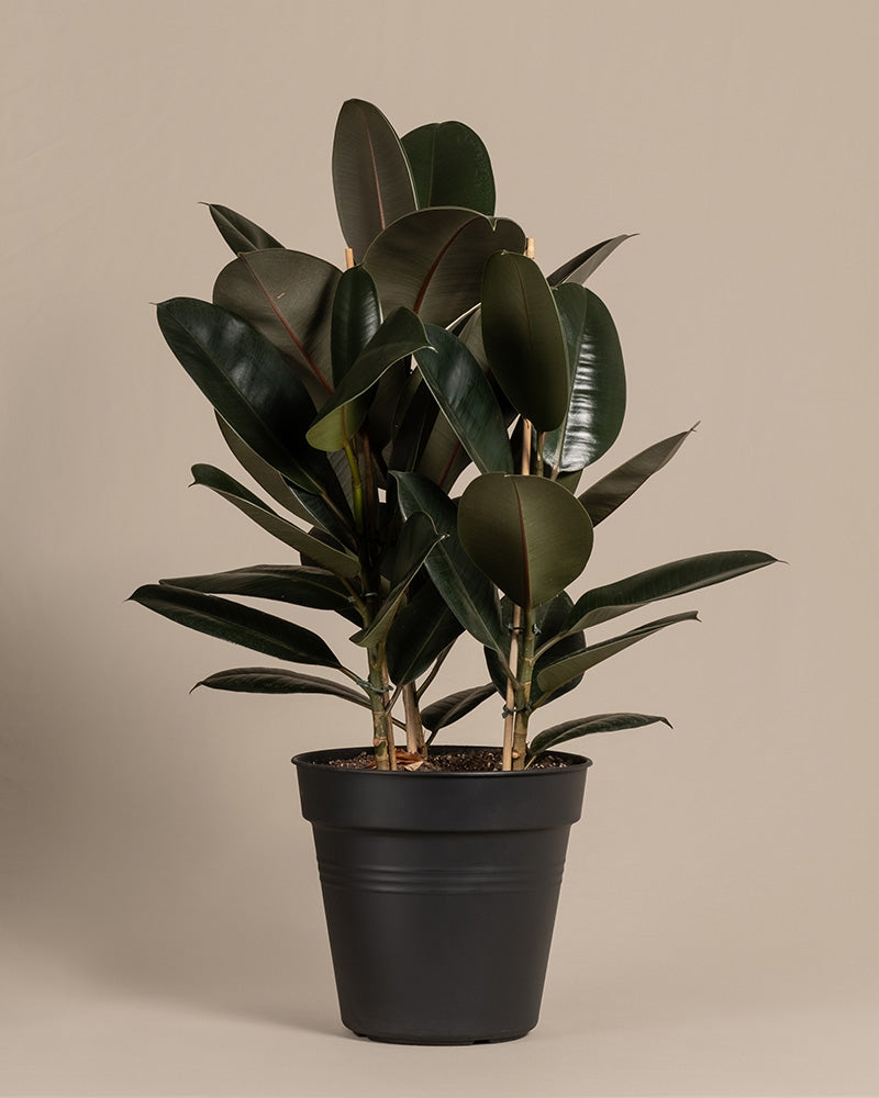 Ein Gummibaum XL (auch Ficus elastica 'Abidjan', Indischer Kautschukbaum, Rubber Tree, Rubber Fig oder Rubber Plant genannt) in einem schwarzen Innentopf ohne Übertopf