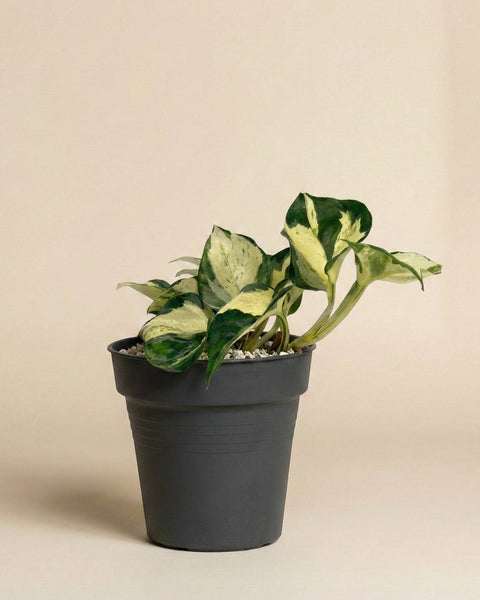 Eine Efeutute 'Happy Leaf' - Fee mit grünen und cremefarbenen Blättern sitzt in einem dunkelgrauen Topf, der mit weißen Kieselsteinen gefüllt ist, vor einem einfarbig beigen Hintergrund.