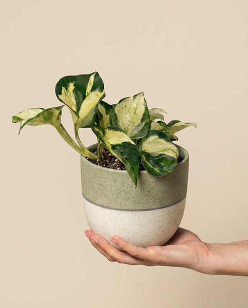 Eine Hand hält eine kleine getopfte Efeutute 'Happy Leaf' - feey, die ihre grün und gelb panaschierten Blätter in einem zweifarbigen Keramiktopf vor einem einfarbig beigen Hintergrund zeigt.