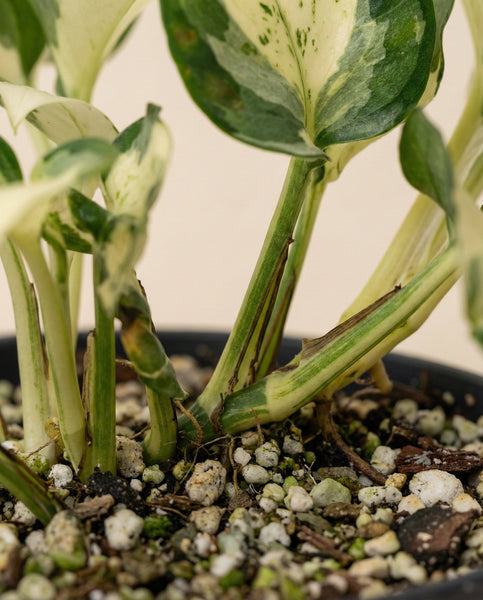 Nahaufnahme der Basis einer Efeutute 'Happy Leaf' - feey im Topf, die ihre grünen und weißen Blätter mit Erde, Rinde und Düngekugeln zeigt.
