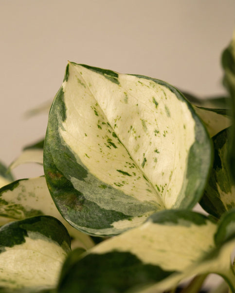 Nahaufnahme eines Efeutute 'Happy Leaf' - Feenblattes, das seine cremeweißen und grün marmorierten Muster vor einem weichen, neutralen Hintergrund hervorhebt.