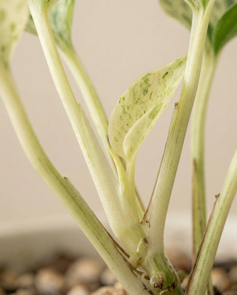Nahaufnahme einer Efeutute 'Happy Leaf' - feey mit hellgrünen, gesprenkelten Blättern auf hellgrünen Stielen, getopft in Erde mit kleinen Kieselsteinen. Ein sanft verschwommener Hintergrund hebt das einzigartige Blattwerk der Pflanze hervor.