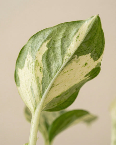 Eine Nahaufnahme eines einzelnen Efeutute 'Happy Leaf' - Feenblattes, das seine grüne und cremeweiße Panaschierung vor einem schlichten, hellen Hintergrund zeigt.