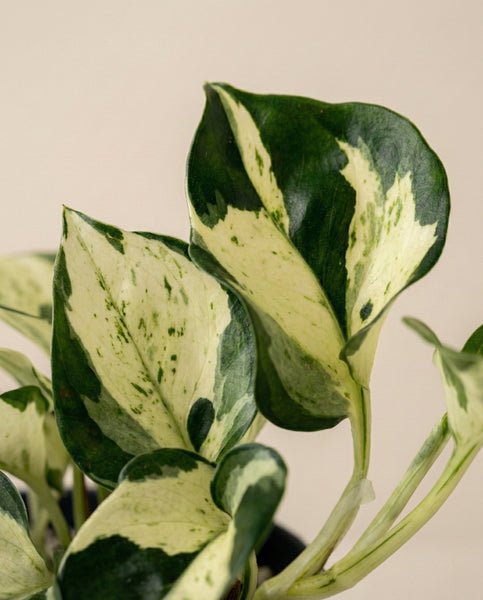 Nahaufnahme von Efeutute 'Happy Leaf' - feige Blätter mit grünen und cremeweißen Mustern vor einem schlichten, hellen Hintergrund.