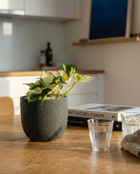 Eine Efeutute 'Happy Leaf' - feey sitzt auf einem Holztisch neben zwei Gläsern Wasser und einem Stapel Bücher in einer hellen, modernen Küche, durch deren Fenster das Sonnenlicht fällt.