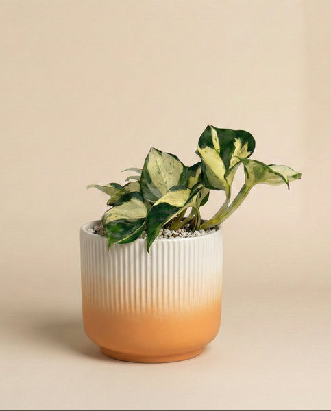 Eine Efeutute 'Happy Leaf' - Fee mit grüner und cremefarbener Panaschierung sitzt in einem gerippten, mit weißen Kieselsteinen gefüllten Keramiktopf mit weiß-orangem Farbverlauf vor einem schlichten beigen Hintergrund.