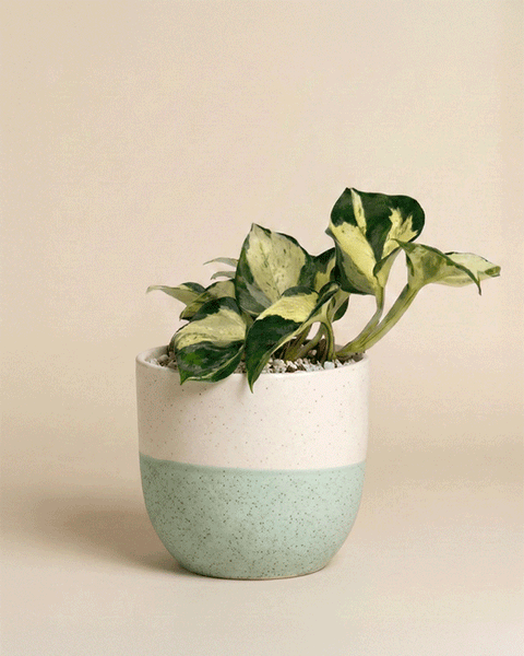 Eine Efeutute 'Happy Leaf' - Fee mit grünen und cremefarbenen Blättern wird in einem modernen zweifarbigen Keramiktopf vor einem einfarbig beigen Hintergrund präsentiert.