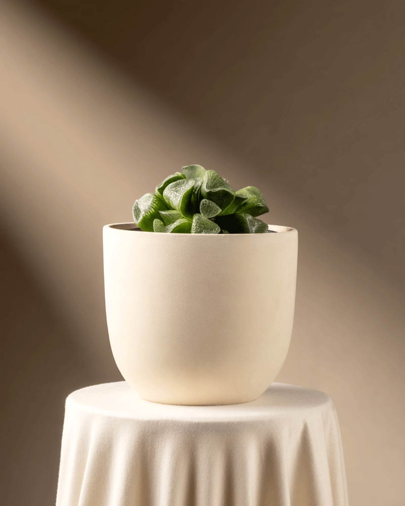 Eine kleine grüne Haworthia retusa in limitierter Auflage ziert den mit weißem Stoff gedeckten Tisch in einem runden, strukturierten cremefarbenen Topf. Sanftes, warmes Licht und eine taupefarbene Wand unterstreichen den ruhigen, minimalistischen Charme des Tisches.