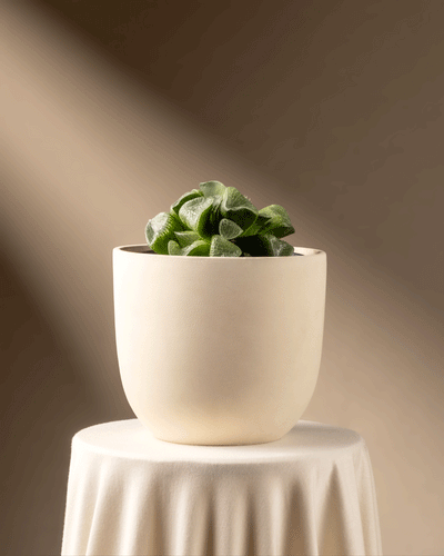 Eine kleine grüne Haworthia retusa in limitierter Auflage ziert den mit weißem Stoff gedeckten Tisch in einem runden, strukturierten cremefarbenen Topf. Sanftes, warmes Licht und eine taupefarbene Wand unterstreichen den ruhigen, minimalistischen Charme des Tisches.
