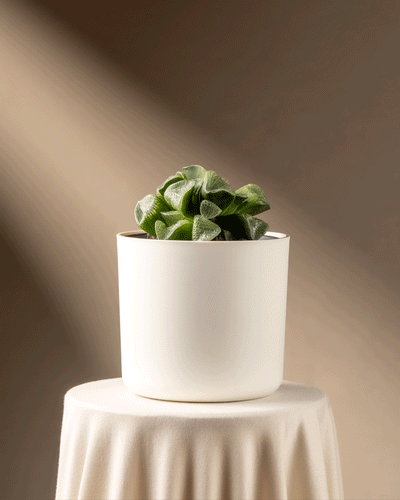 Eine Haworthia retusa in limitierter Auflage in einem schlichten weißen Topf steht auf einem runden Tisch, der mit einem weißen Tuch bedeckt ist. Weiches, natürliches Licht wertet die minimalistische Szene vor einem neutralen, verschwommenen Hintergrund auf.