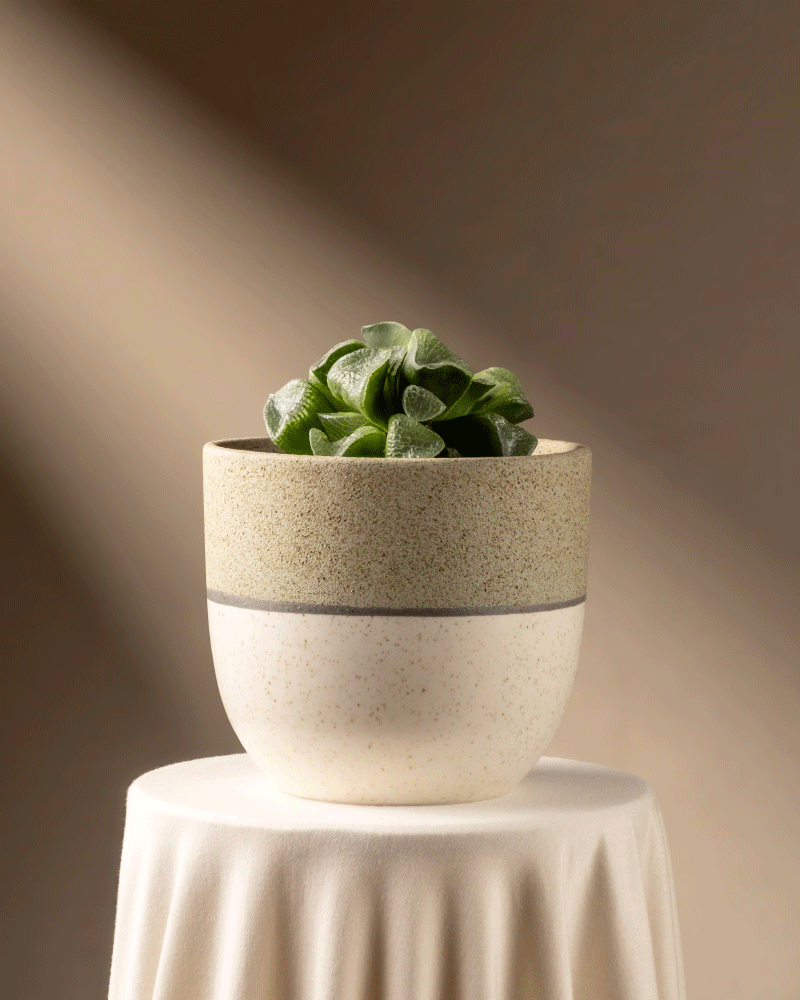Eine Haworthia retusa in limitierter Auflage in einem beige-weiß gesprenkelten Topf steht auf einem drapierten Tisch. Weiches Licht wirft Schatten und hebt die einzigartige Fenstersukkulente vor einem neutralen Hintergrund hervor.