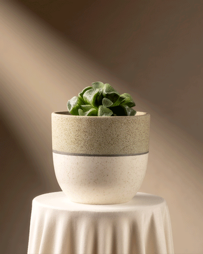 Eine Haworthia retusa in limitierter Auflage in einem beige-weiß gesprenkelten Topf steht auf einem drapierten Tisch. Weiches Licht wirft Schatten und hebt die einzigartige Fenstersukkulente vor einem neutralen Hintergrund hervor.