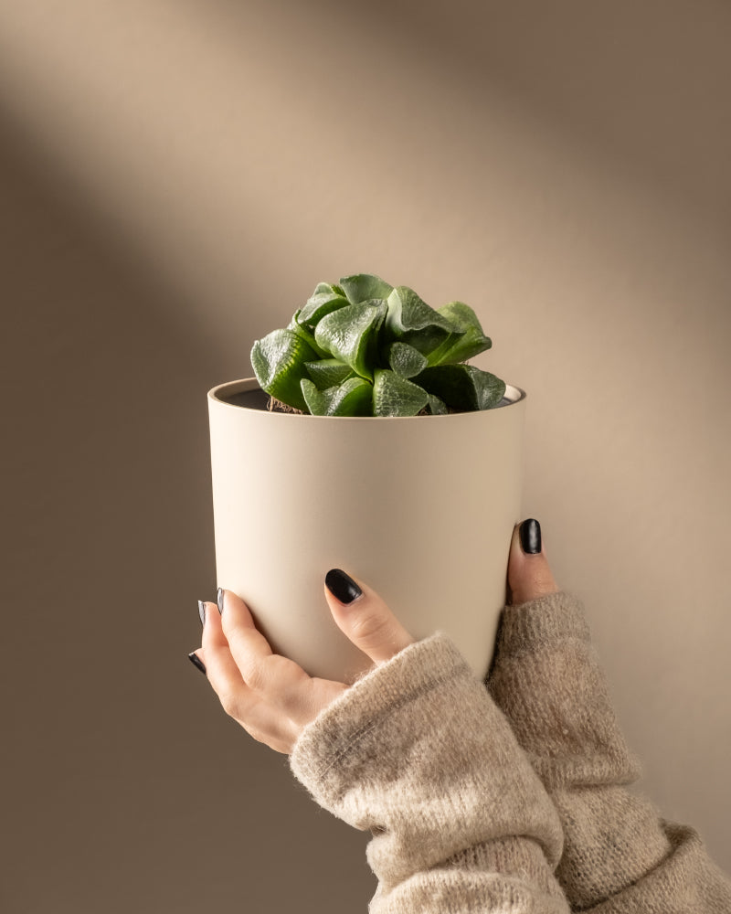 Hände in einem beigen Pullover halten einen hellen Topf mit einer Sukkulente vom Typ Haworthia retusa in limitierter Auflage, vor einem neutralen Hintergrund mit sanfter Beleuchtung.